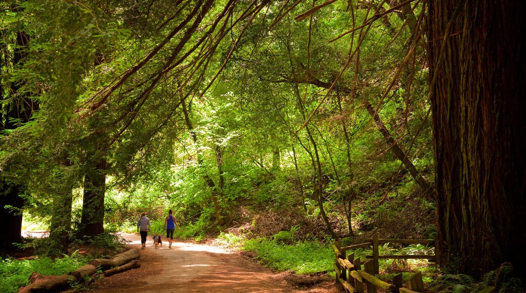 Redwood Regional Park das einen Wälder und Wandern oder Spazieren sowie Paar