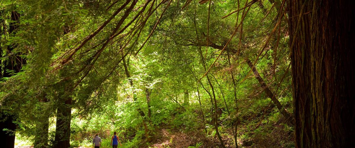 Parque regional Redwood