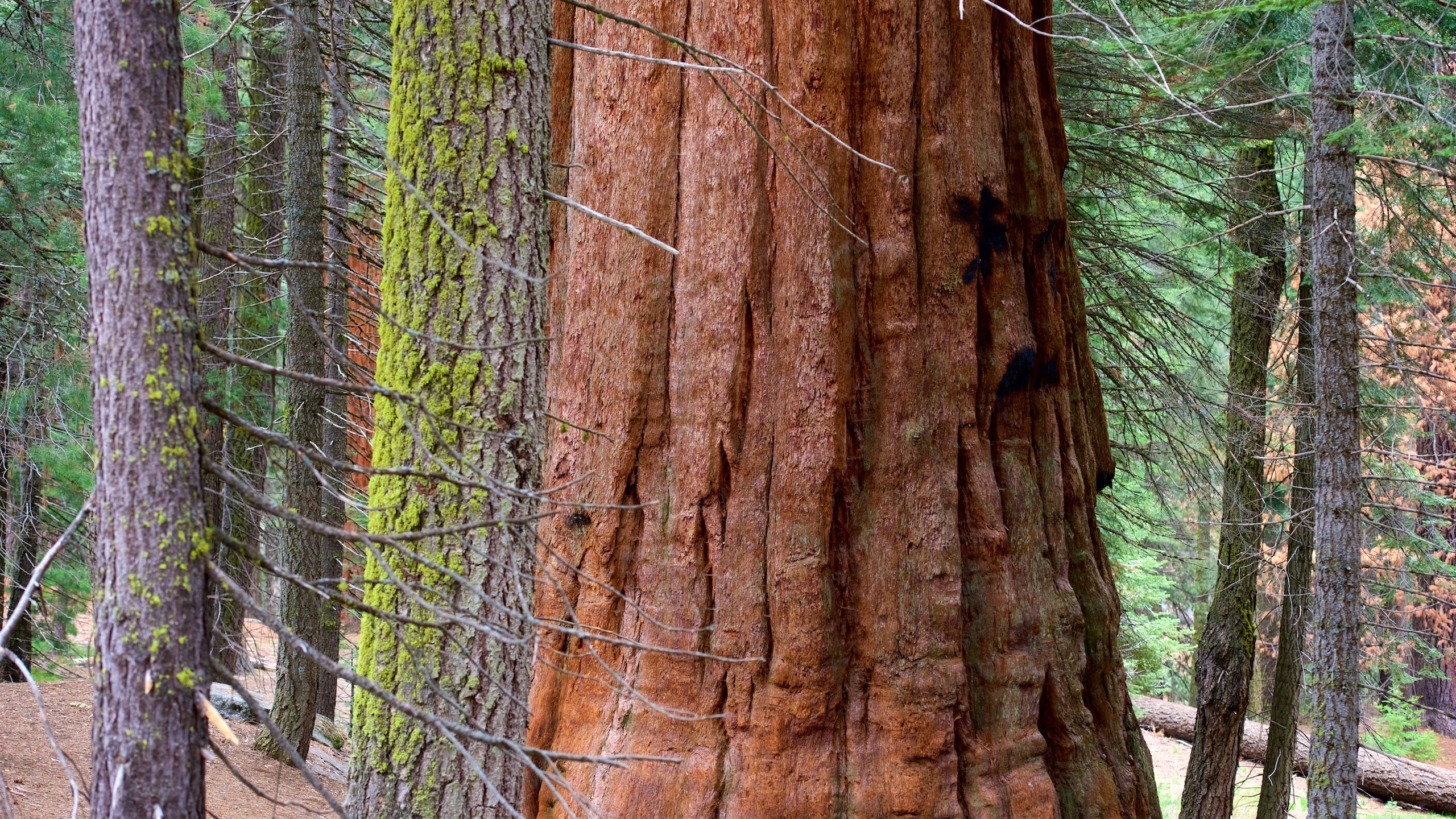 Visit Sequoia National Park 2023 Travel Guide For Sequoia National  Visit Sequoia National Park 2023 Travel Guide For Sequoia National