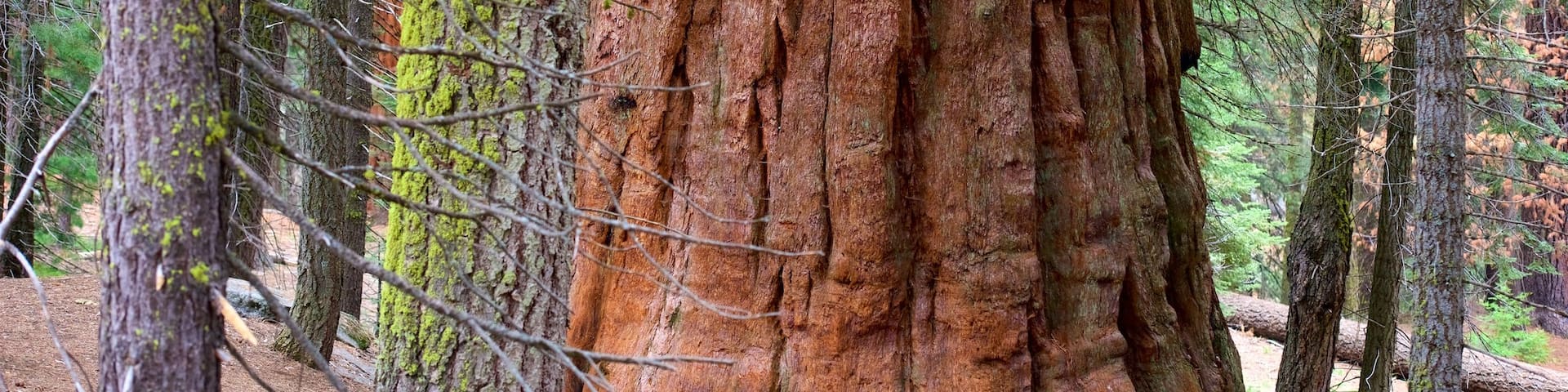 Sequoia National Park