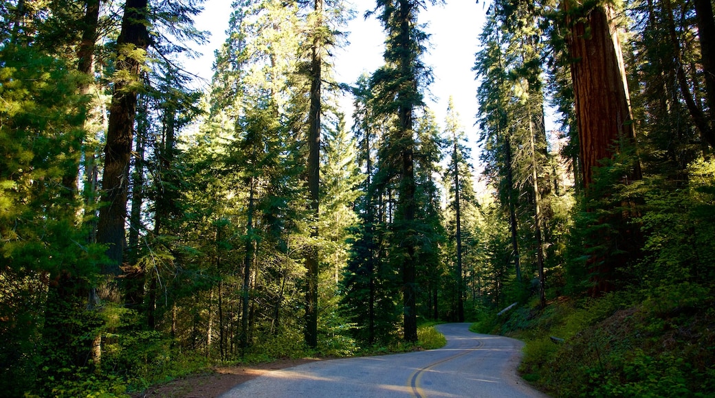 Sequoia National Park mettant en vedette scènes forestières