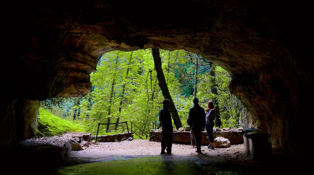 Sequoia National Park qui includes scènes forestières et grottes aussi bien que petit groupe de personnes