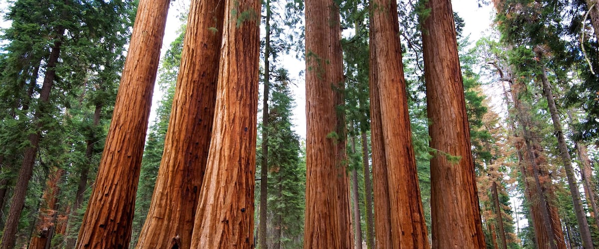 Sequoia National Park