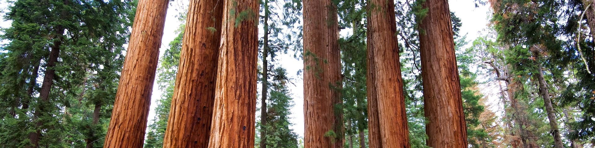 Sequoia National Park