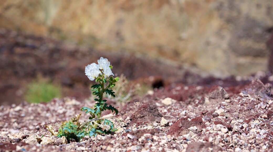 Death Valley which includes flowers and tranquil scenes