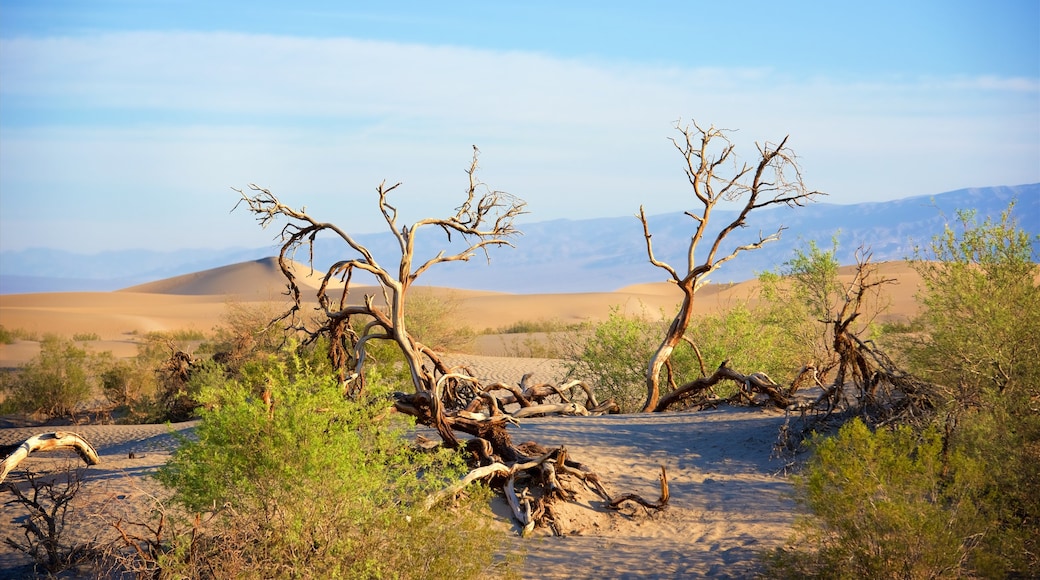 Sanddünen der Mesquite Flat