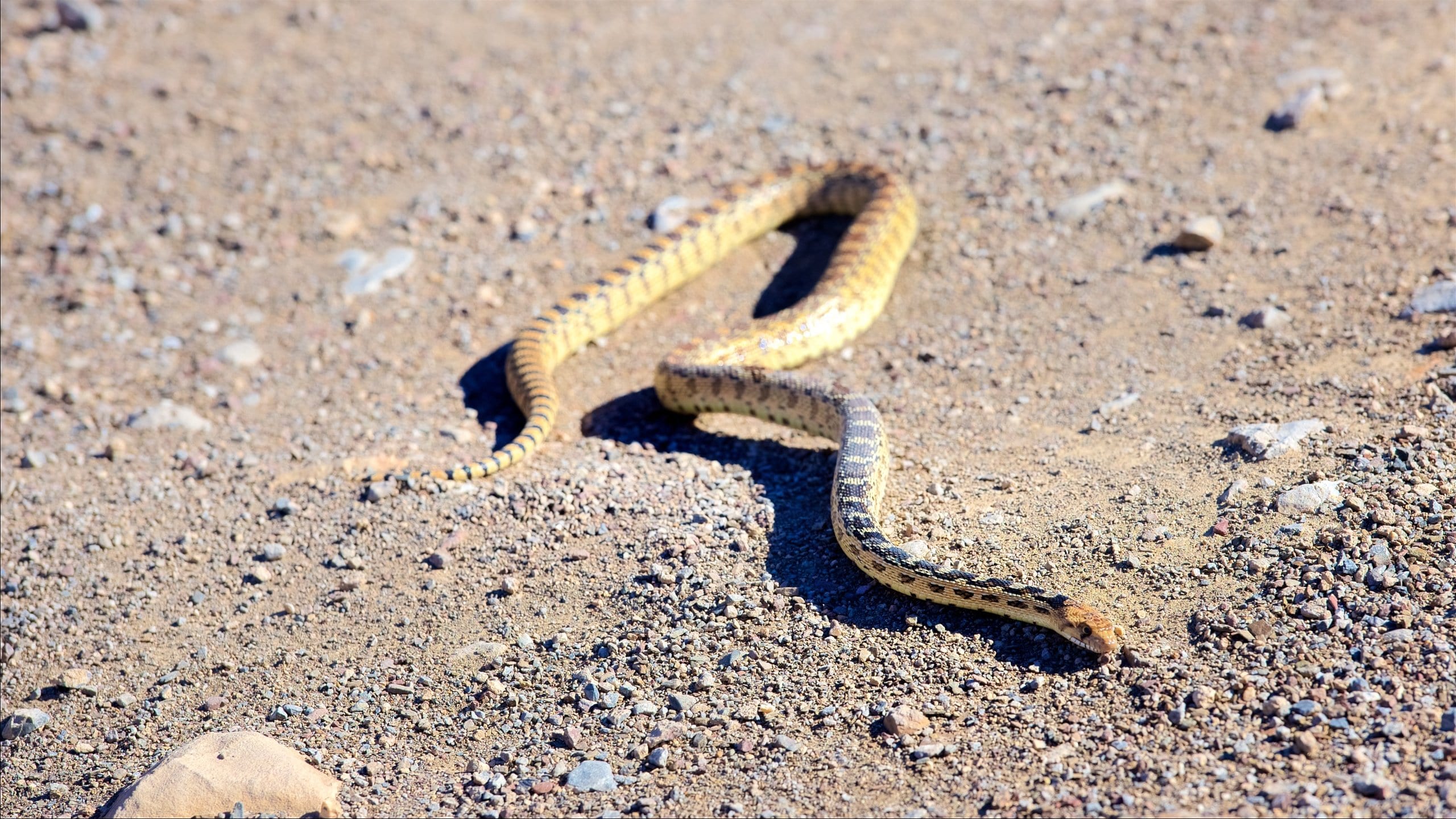 Death Valley which includes dangerous animals