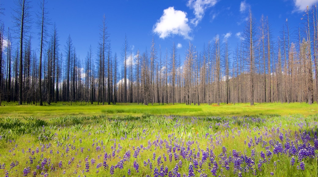 Hetch Hetchy Reservoir showing wildflowers, forest scenes and tranquil scenes