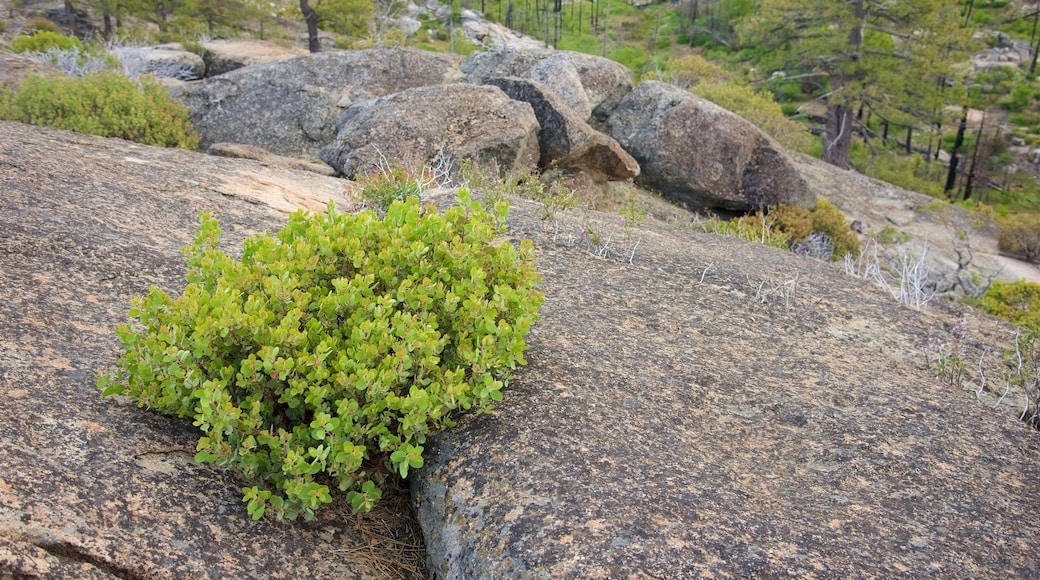 Hetch Hetchy Reservoir showing tranquil scenes