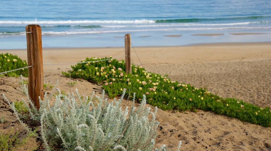 Del Monte Beach toont een strand