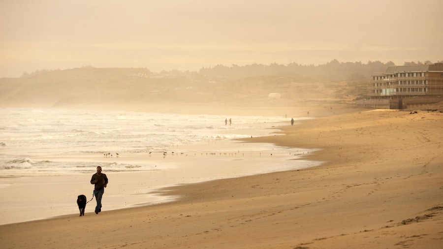 Del Monte Beach presenterar dimma och en sandstrand