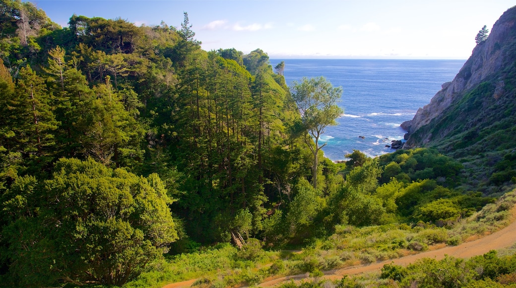 Cala Partington ofreciendo imágenes de bosques