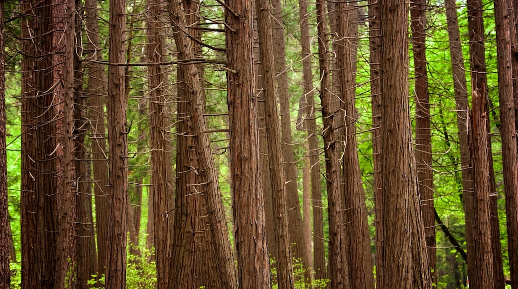 新娘面紗瀑布 其中包括 森林風景