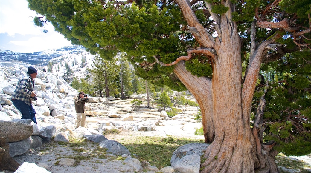 Olmsted Point joka esittää rauhalliset maisemat sekä pieni ryhmä ihmisiä