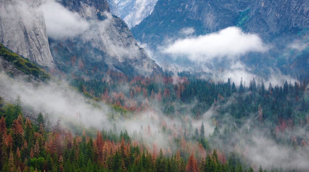 Tunnel View which includes forests and mist or fog