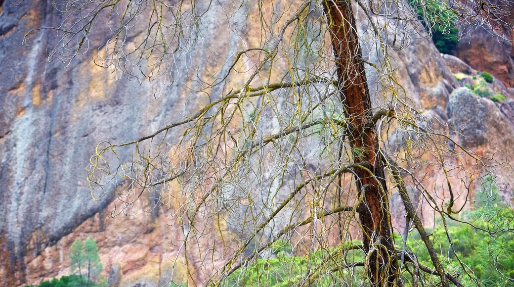 Pinnacles National Park que incluye escenas tranquilas