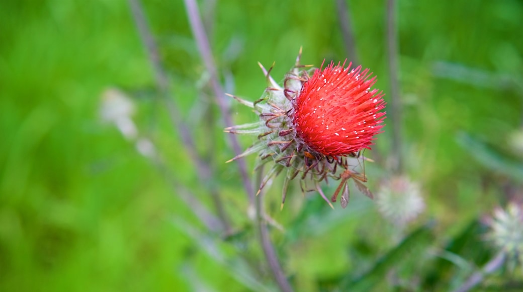 Pinnacles National Park mit einem Wildblumen