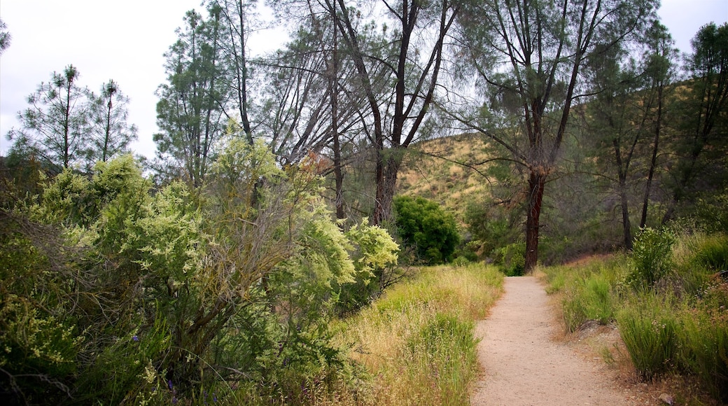 Pinnacles National Park mostrando escenas tranquilas