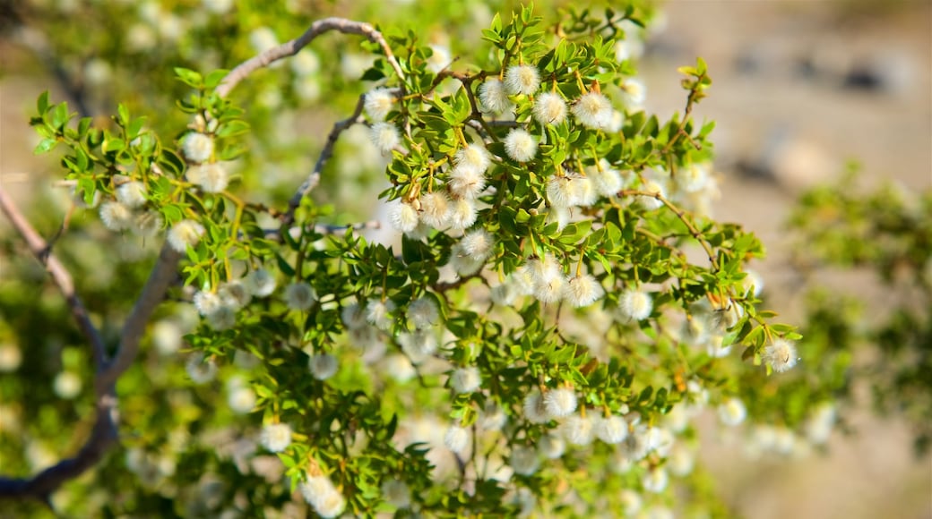 Valle della Morte mostrando fiori di campo