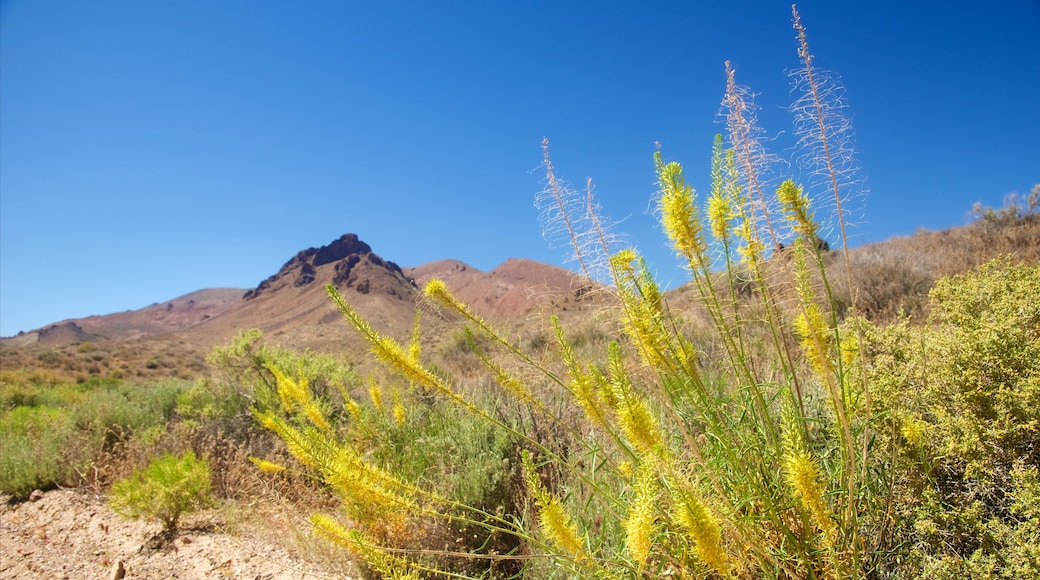 Death Valley toont wilde bloemen, vredige uitzichten en woestijnen