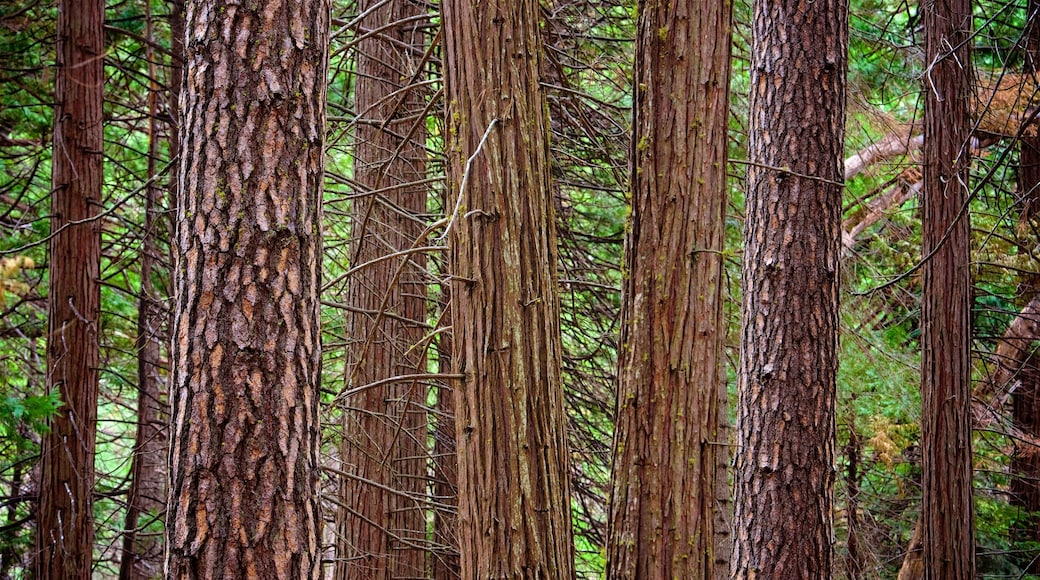 Yosemite National Park featuring forests