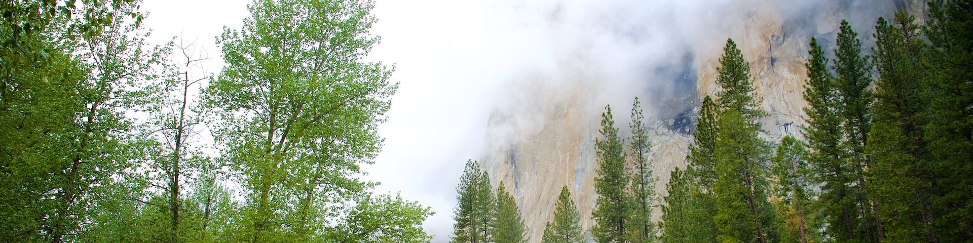 Yosemite National Park which includes forest scenes, a river or creek and mist or fog