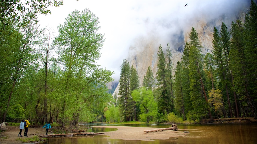 Parc national de Yosemite qui includes scĂšnes forestiĂšres, brume ou brouillard et riviĂšre ou ruisseau
