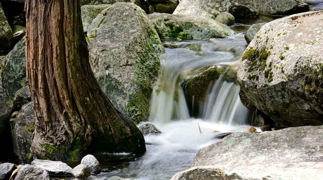 Yosemite National Park showing rapids