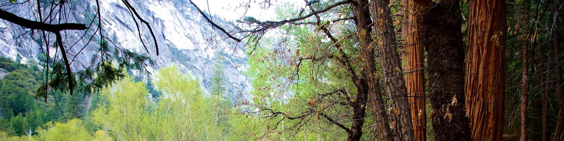 Yosemite National Park showing forests and a lake or waterhole