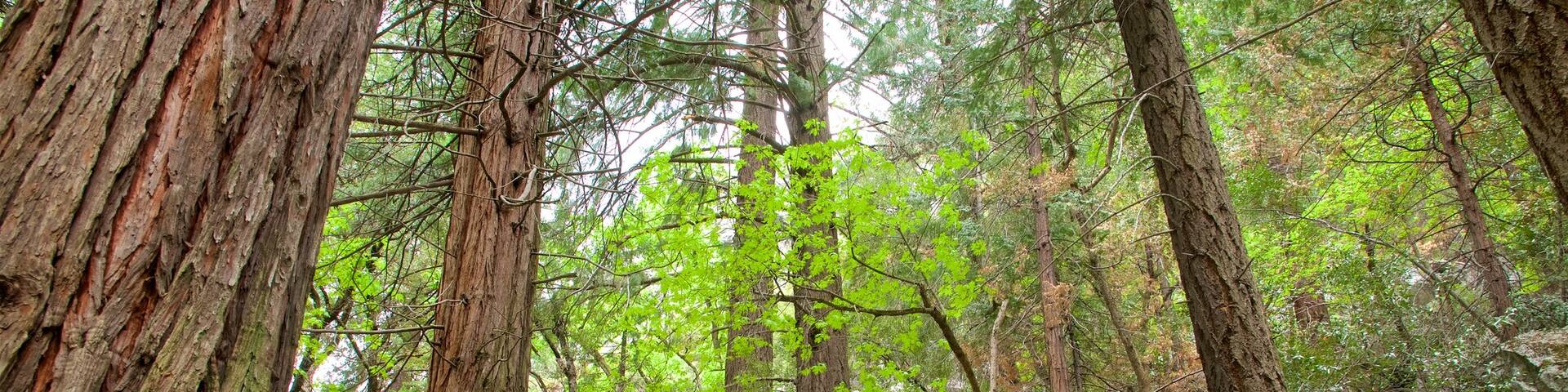 Yosemite National Park showing forests
