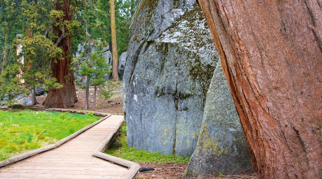 Sequoia National Park que incluye bosques