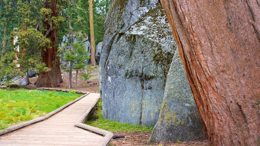 Denai Big Trees