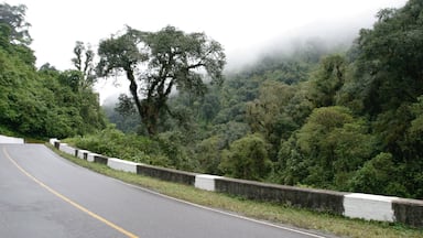 Tafi del Valle mostrando escenas tranquilas, bosques y niebla o neblina