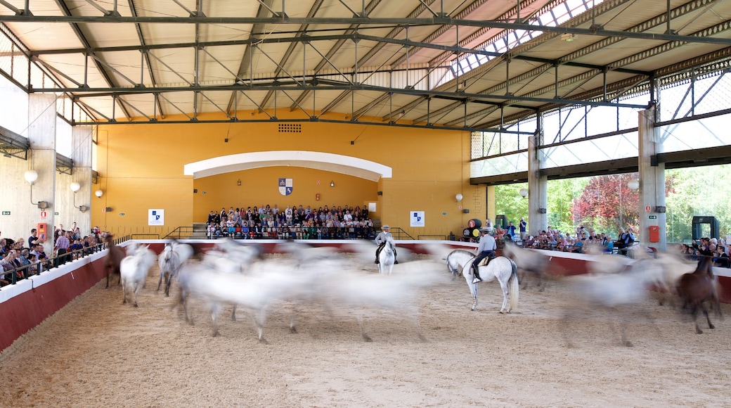 Jerez de la Frontera mit einem Landtiere und Performance-Kunst sowie große Menschengruppe