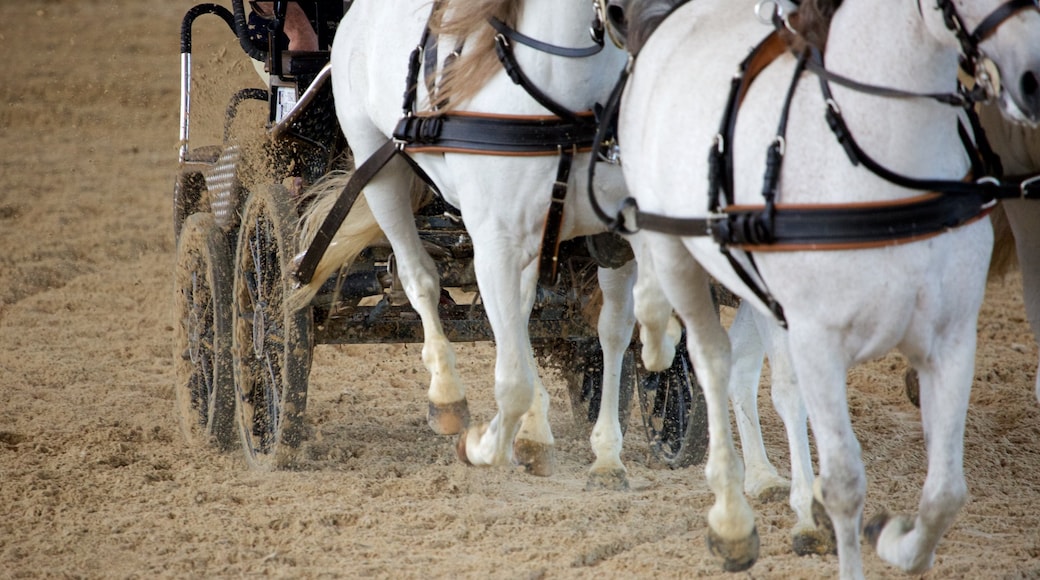 Jerez de la Frontera das einen Landtiere