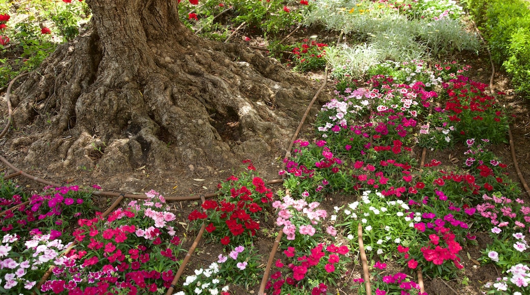 Alcazar-trädgårdarna som inkluderar en trädgård och blommor