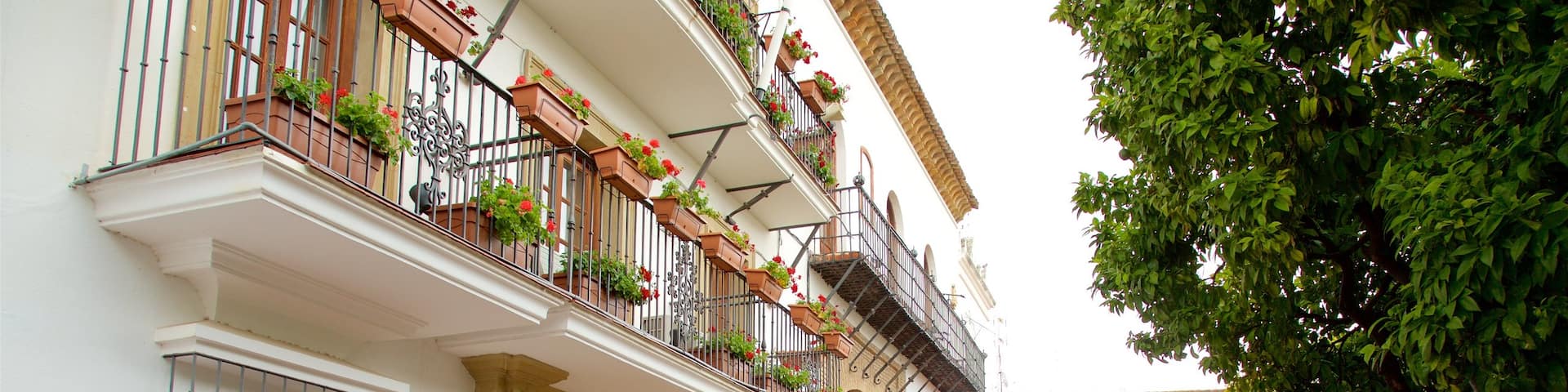 Plaza de los Naranjos mostrando escenas urbanas