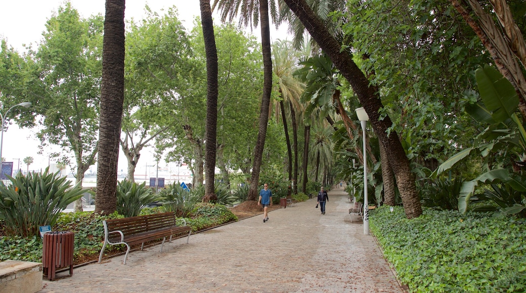 Tajo\'s Tree-Lined Avenue showing a park