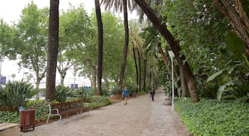 Tajo\'s Tree-Lined Avenue showing a park