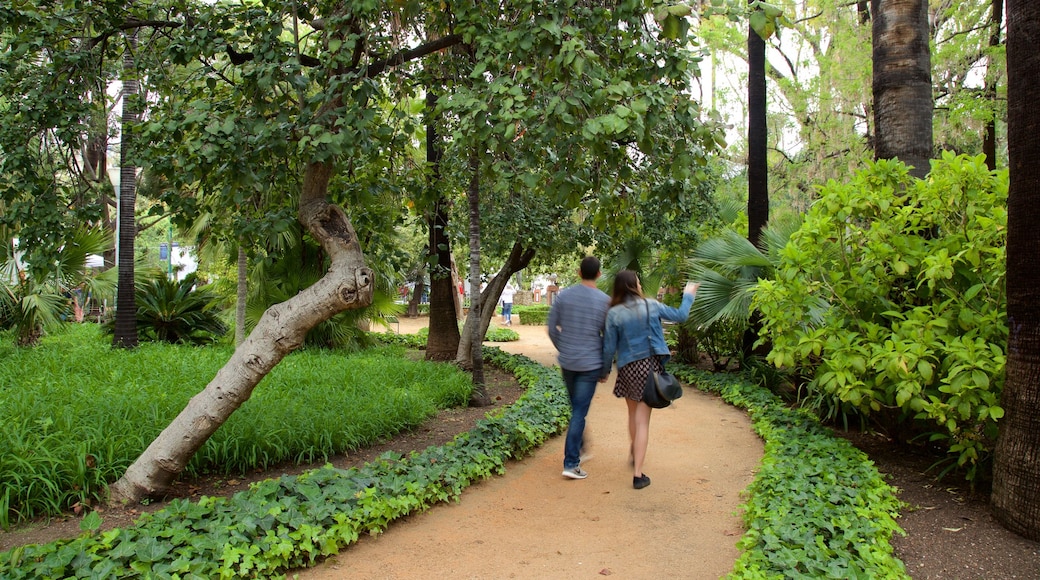 Tajo\'s Tree-Lined Avenue caratteristiche di escursioni o camminate e giardino cosi come un piccolo gruppo di persone