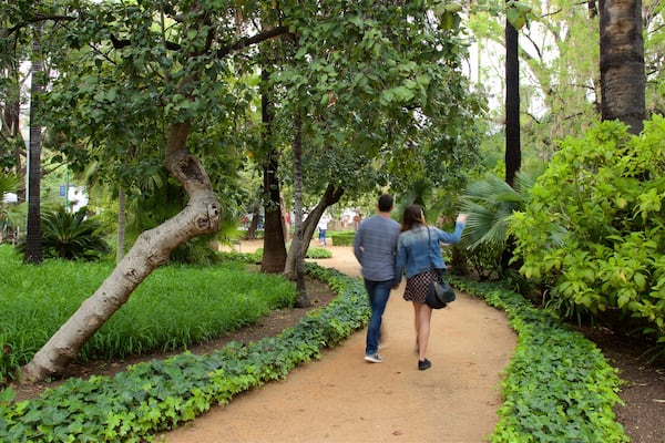 Tajo\'s Tree-Lined Avenue which includes a park and hiking or walking as well as a small group of people
