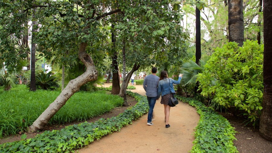 Tajo\'s Tree-Lined Avenue which includes a park and hiking or walking as well as a small group of people