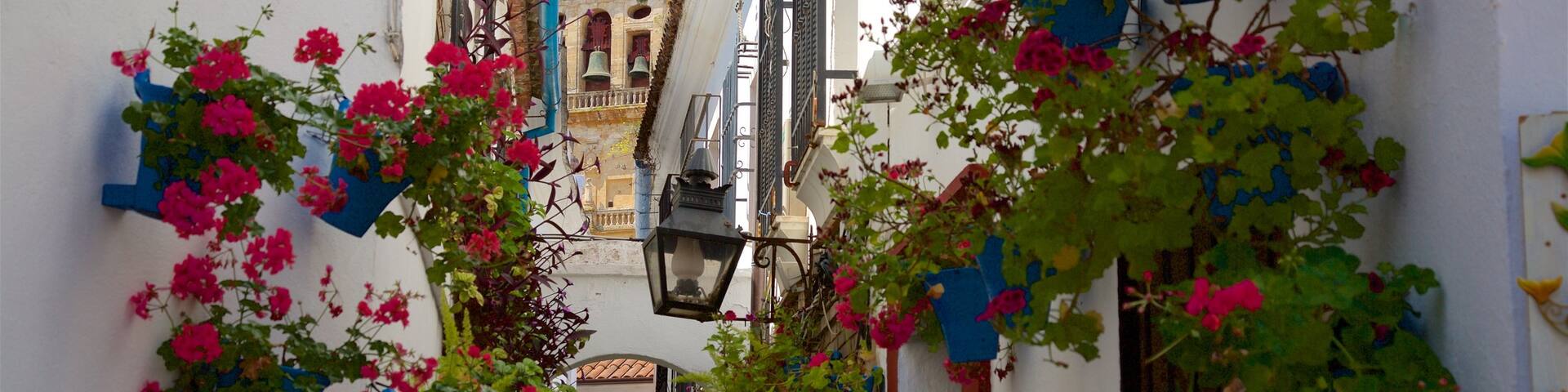 Cordoba featuring flowers and wild flowers