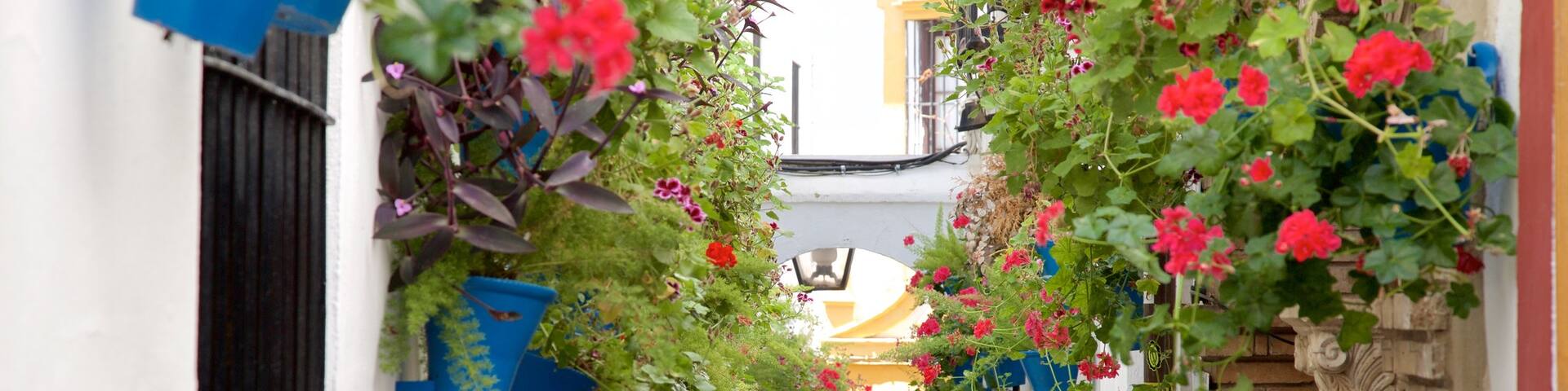 Cordoba showing street scenes as well as a small group of people