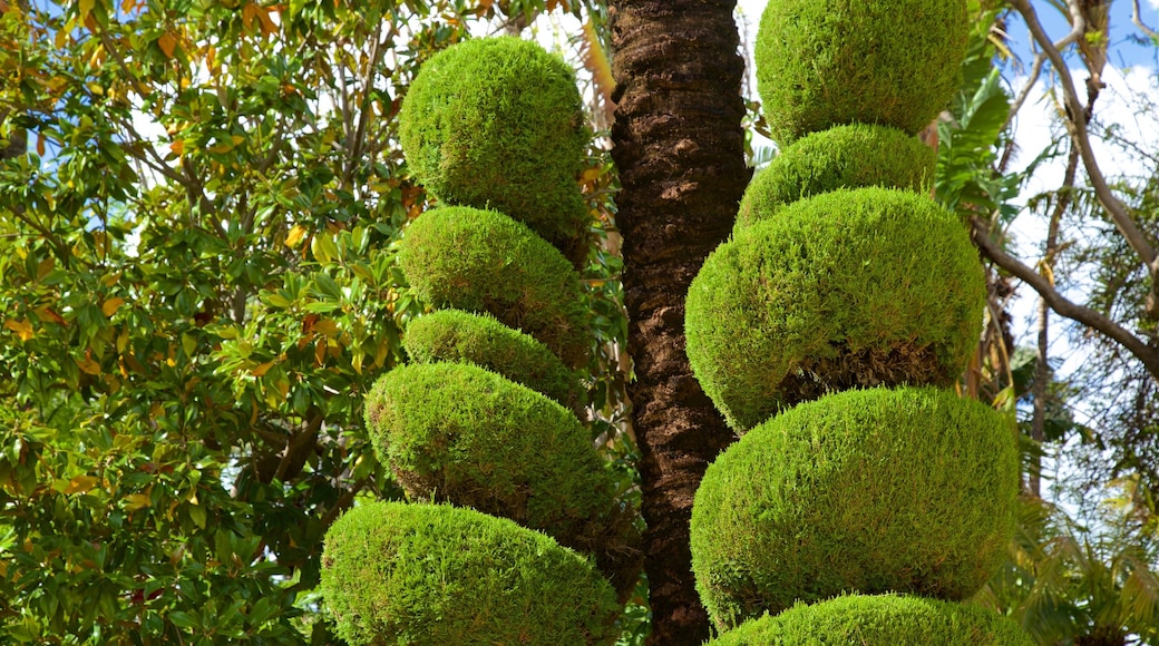 Cádiz que incluye un jardín