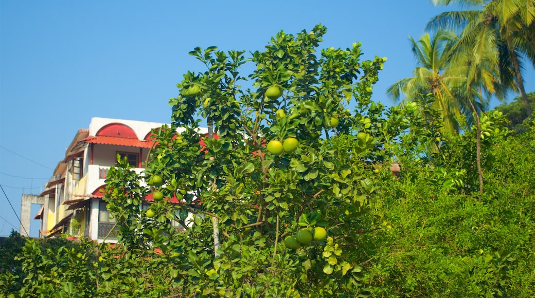 Panaji showing a garden