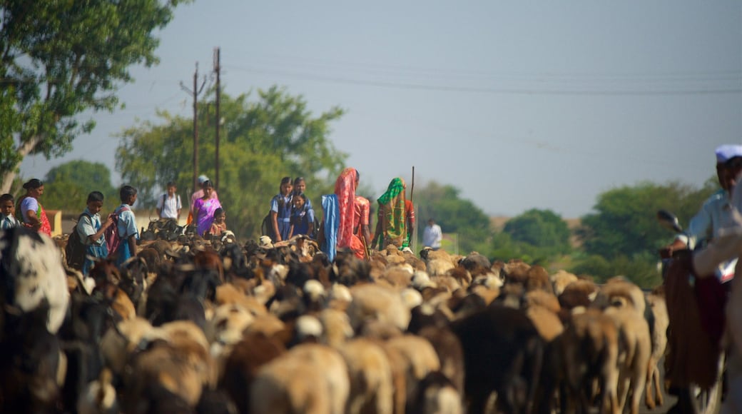 Sai Baba Temple showing land animals and farmland