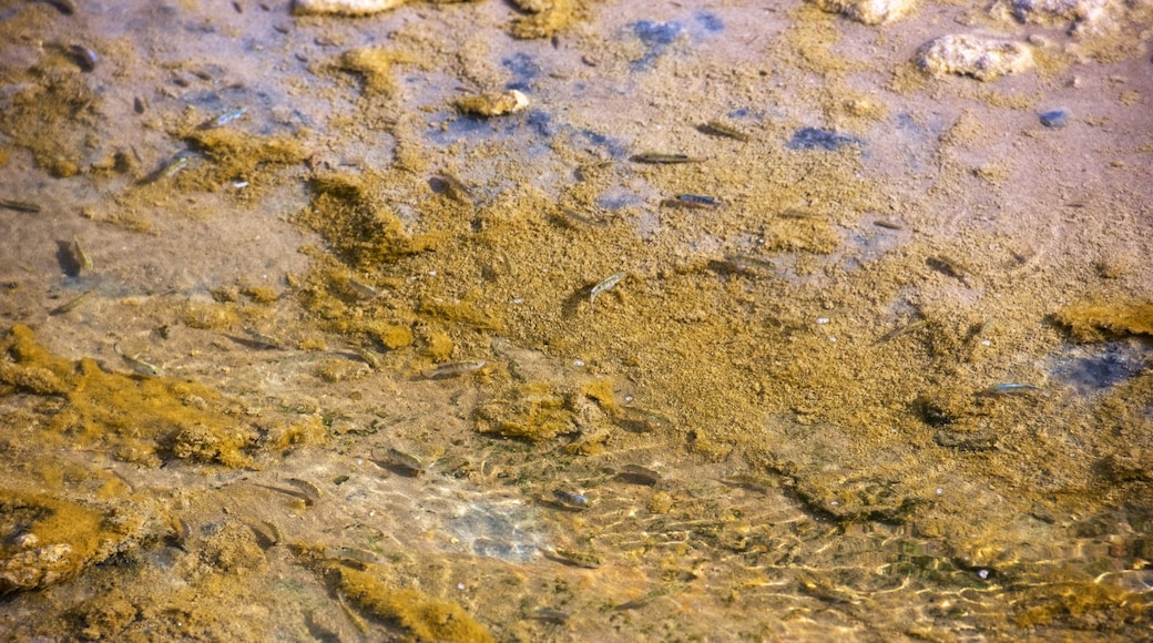 Death Valley featuring a river or creek