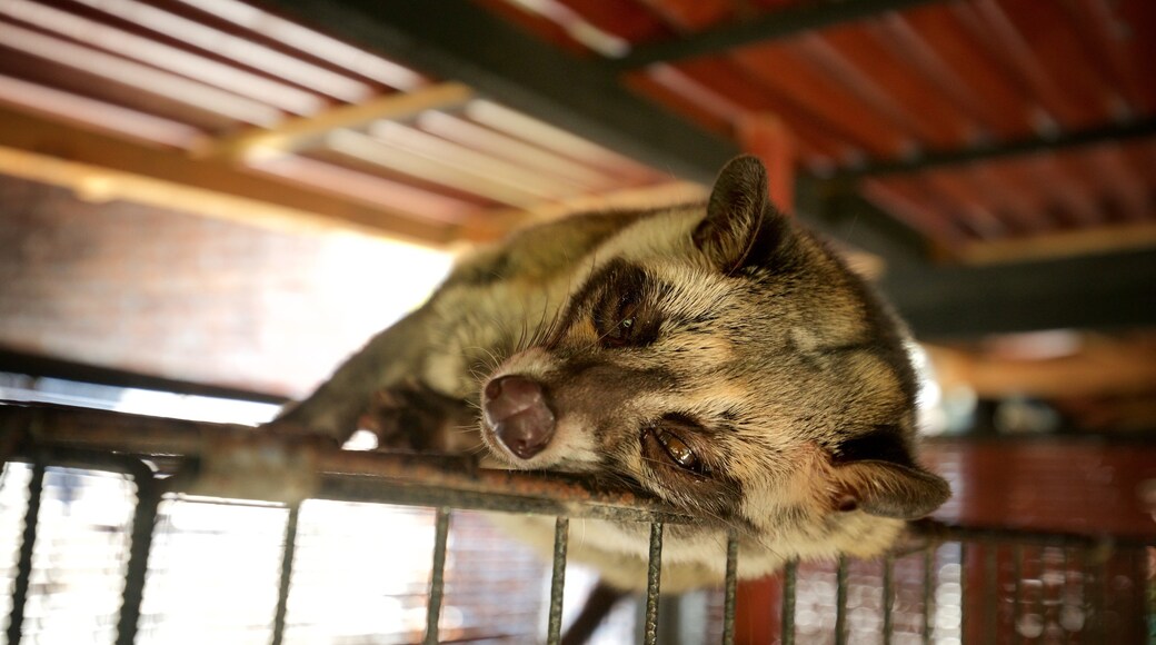Magelang montrant animaux