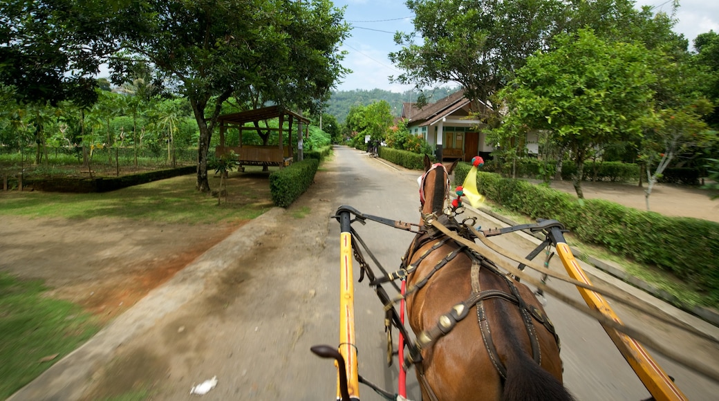 Magelang showing a garden and horseriding